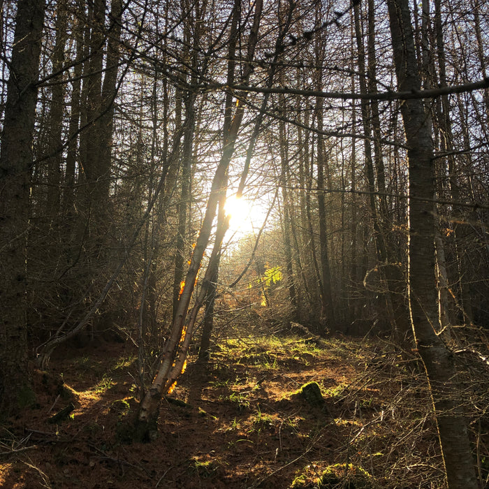 Woodland of my own...