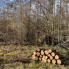 Ancient woodland
