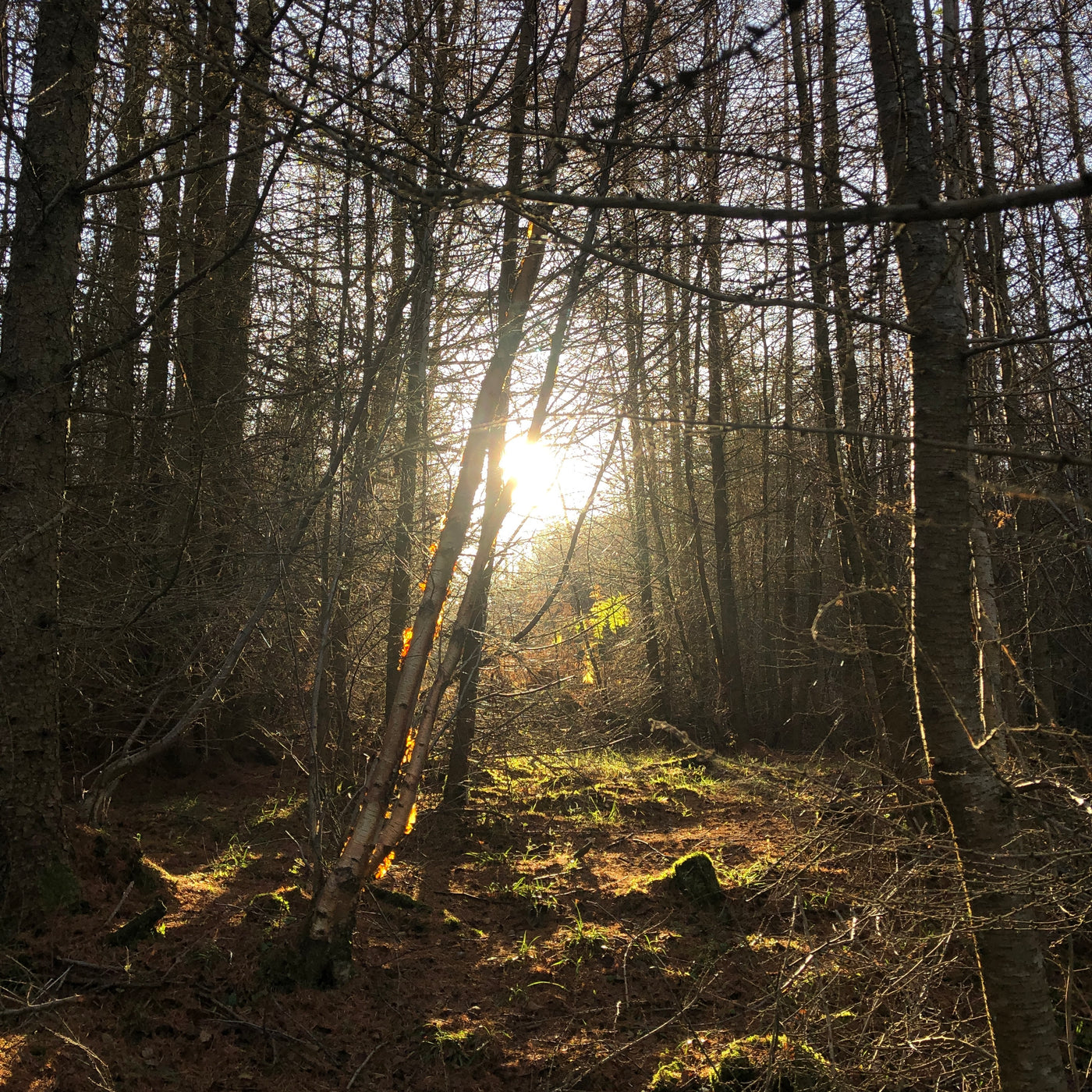 Trees are important!