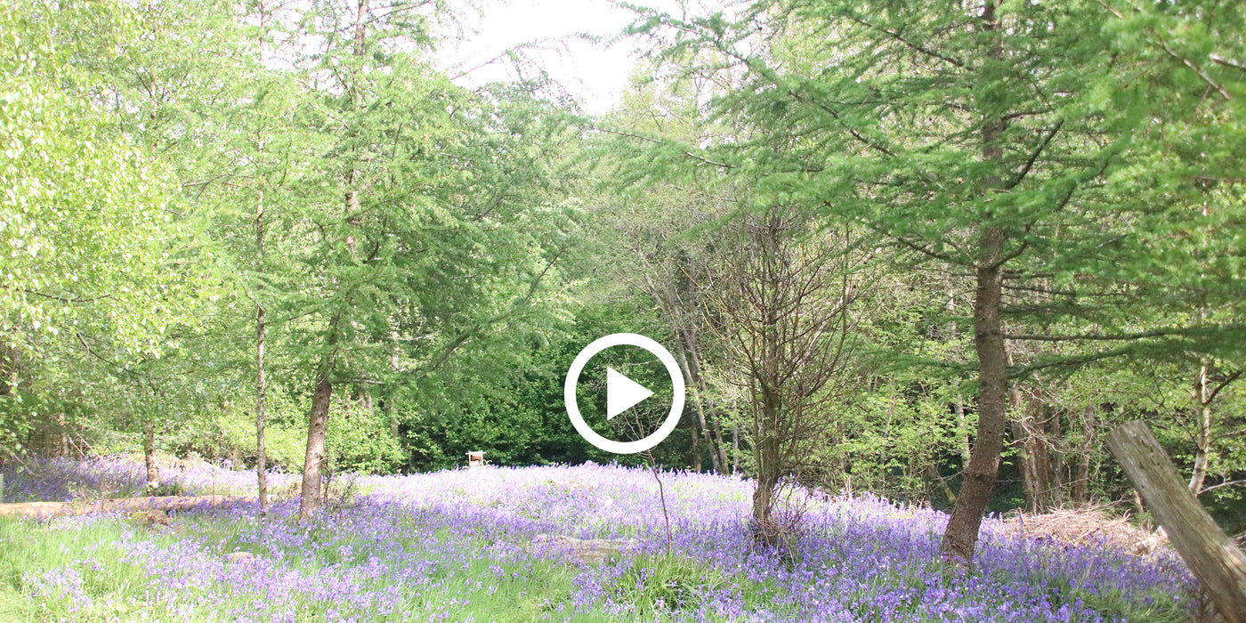 See inside our woodland