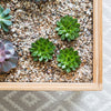 Terrarium Table
