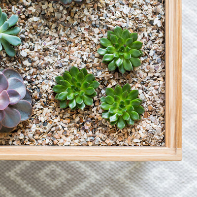 Terrarium Table