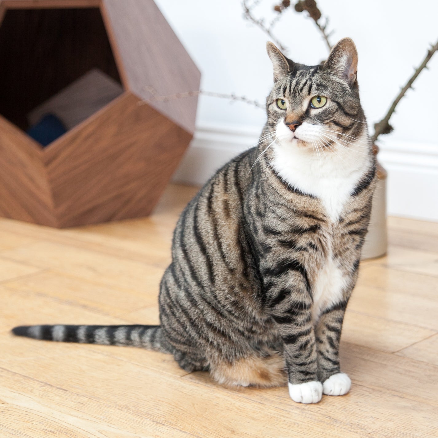 Cat Cave - Geometric Coffee Table